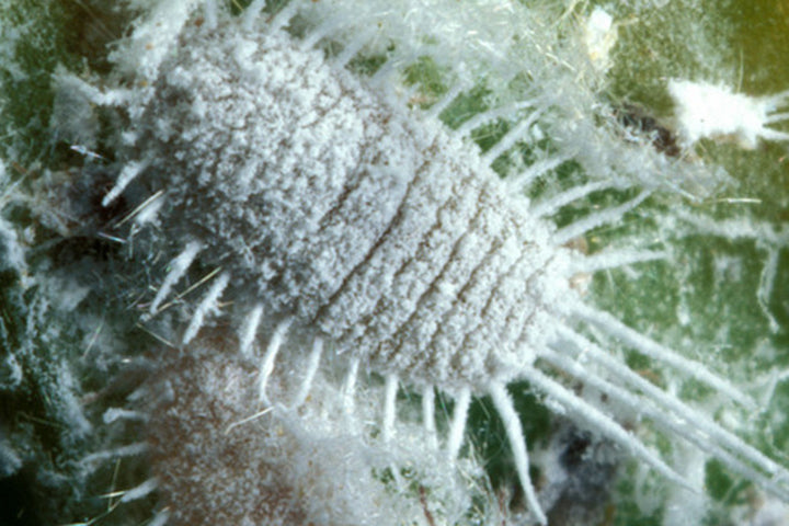 Mealybugs and Your Marijuana Plants