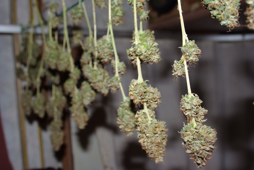 Drying Marijuana For The Best Taste